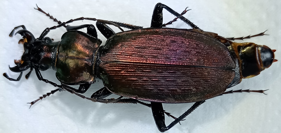 carabus/Archiplectes protensus protensoides.jpg